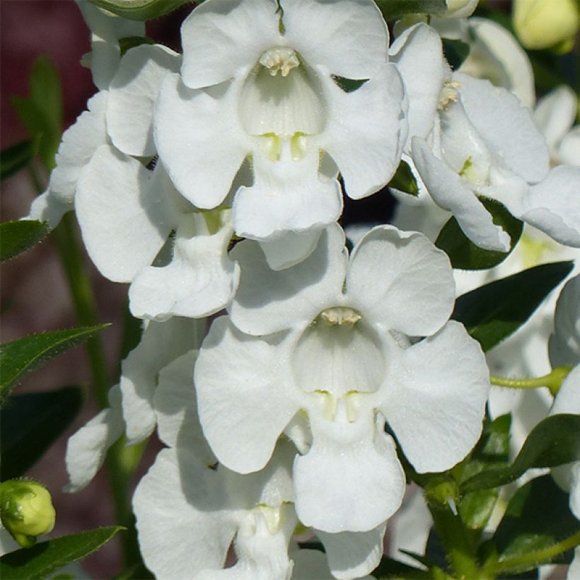 Angelonia angustifolia Angelface Carrara (Flowering)