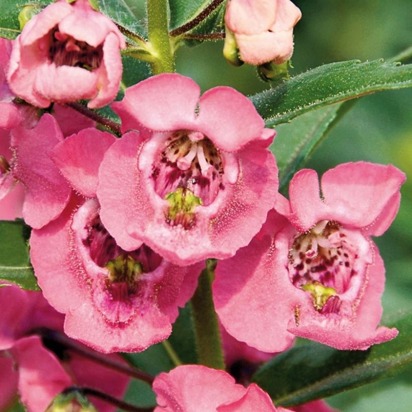 Angelonia angustifolia Angelface Pink (Flowering)