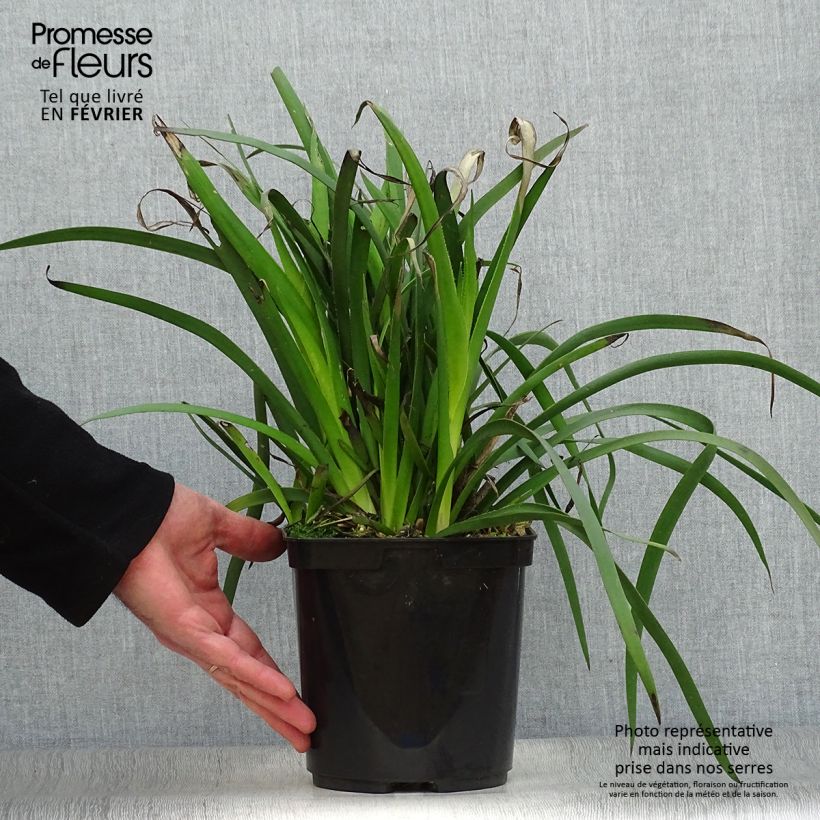 Anigozanthos Bush Bonanza  Pot de 3L sample as delivered in winter