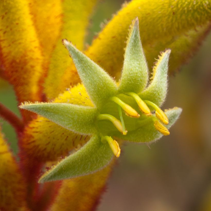 Anigozanthos flavidus Bush Bonanza (Flowering)