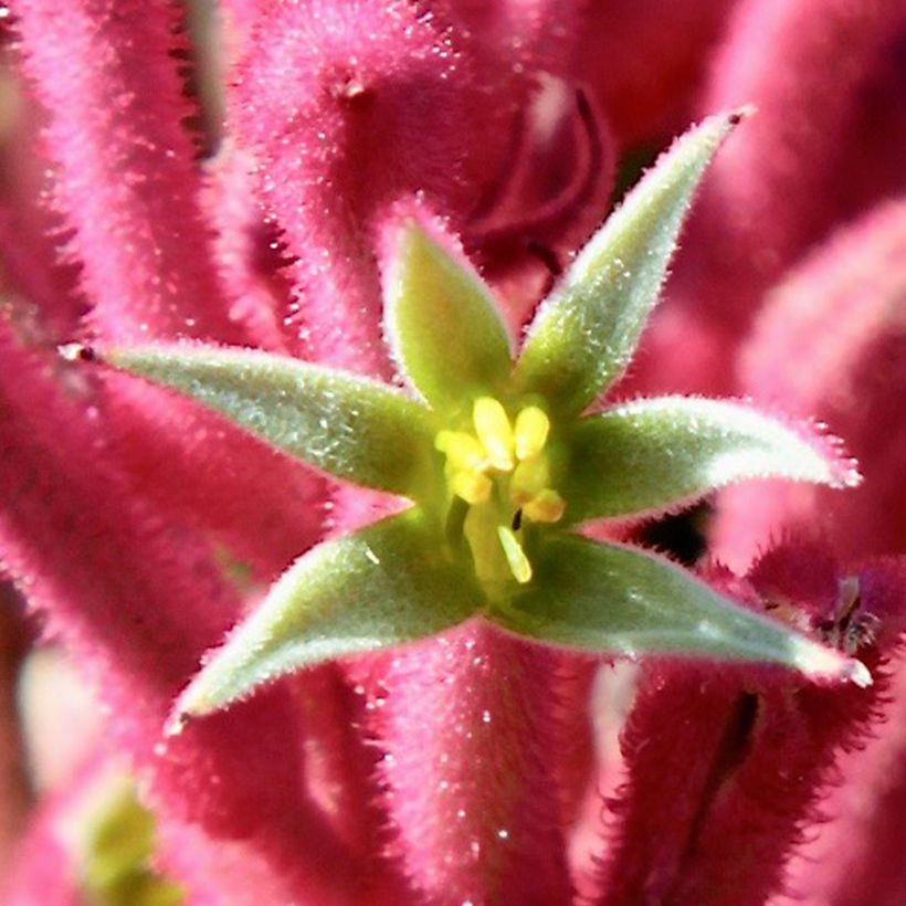 Anigozanthos flavidus Bush Pearl (Flowering)