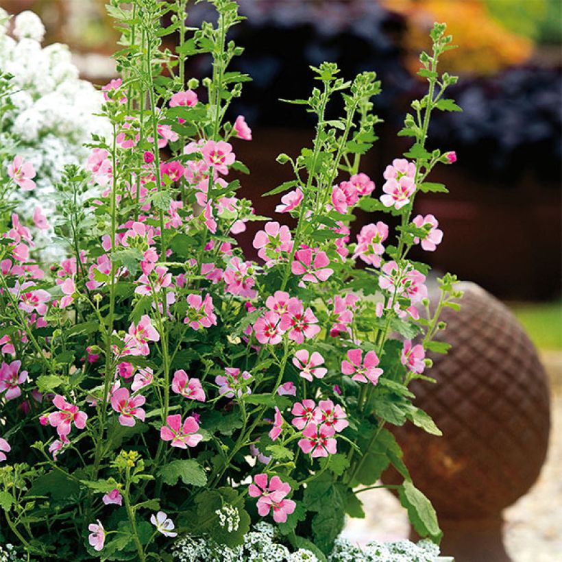 Anisodontea Lady in Pink - Cape Mallow (Plant habit)