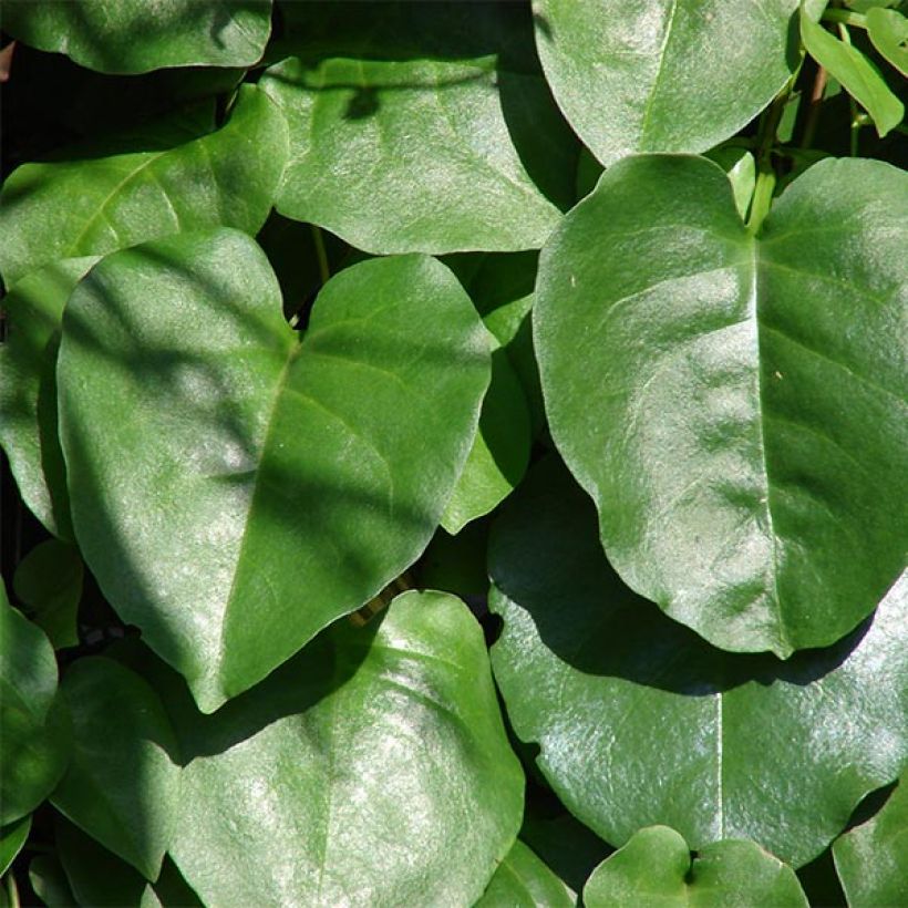 Anredera cordifolia  (Foliage)