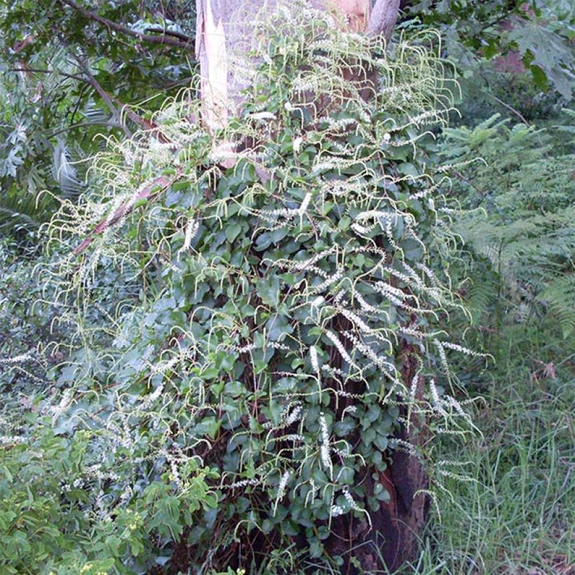 Anredera cordifolia  (Plant habit)