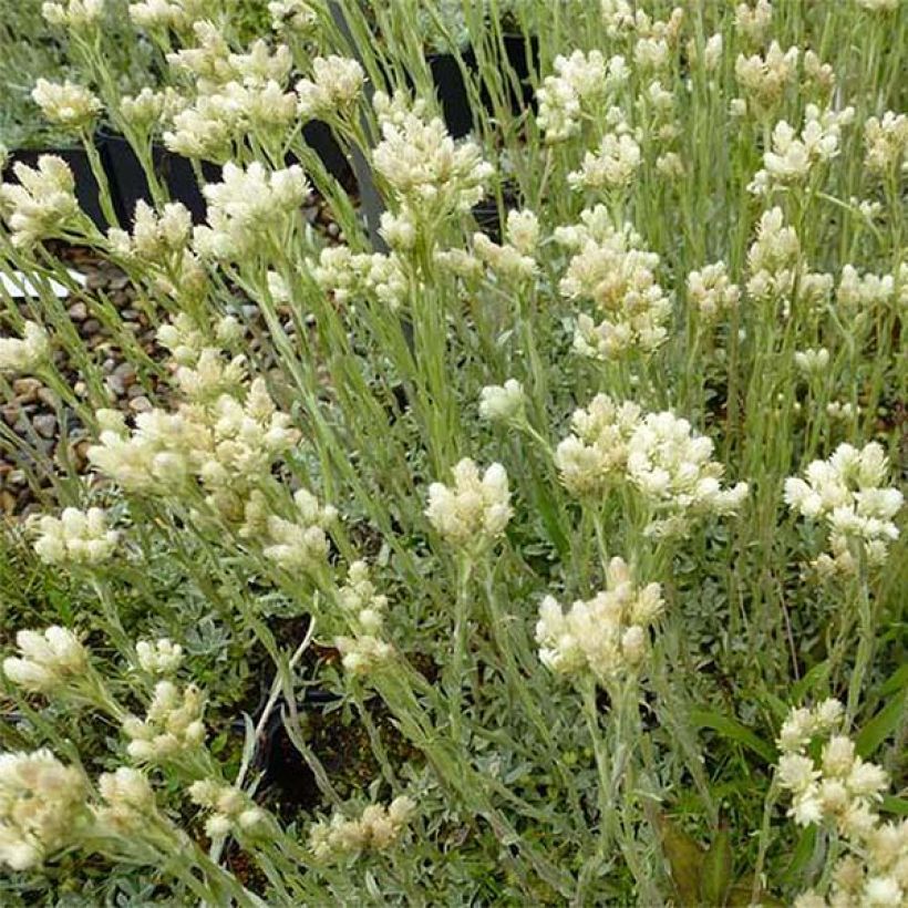 Antennaria dioica var. borealis (Plant habit)