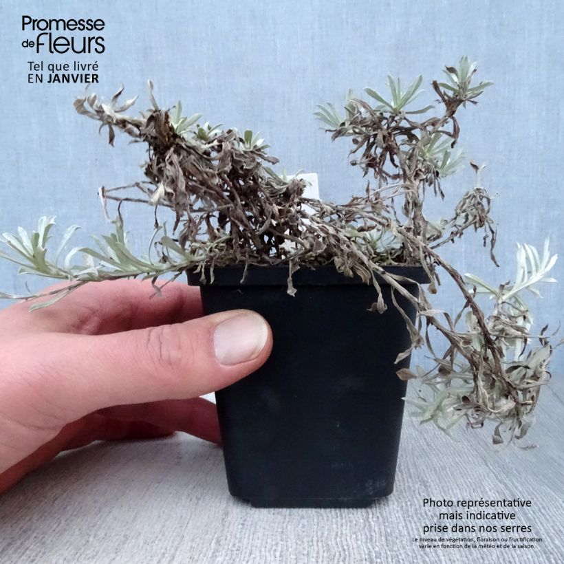 Antennaria dioica Borealis - Pied de Cha Godet de 9cm sample as delivered in winter