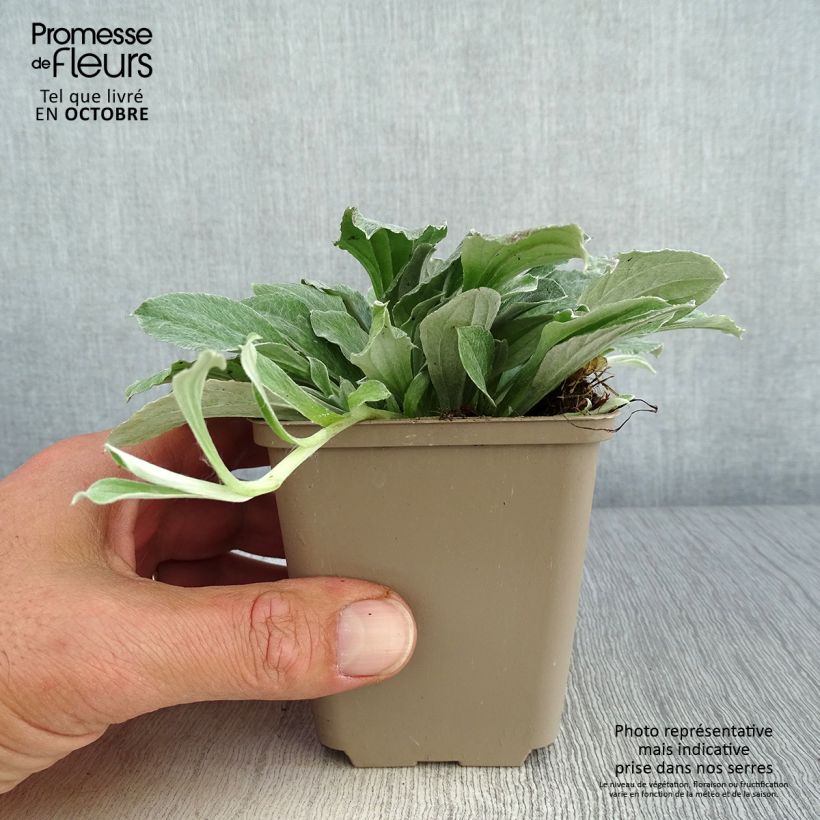 Antennaria plantaginifolia 8/9 cm pot sample as delivered in autumn