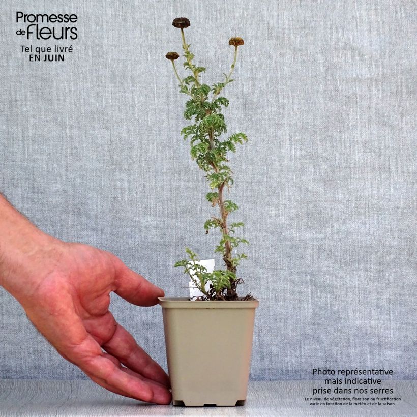 Anthemis sancti-johannis 7/8 cm pot sample as delivered in summer
