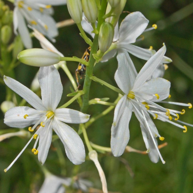 Anthericum ramosum (Flowering)