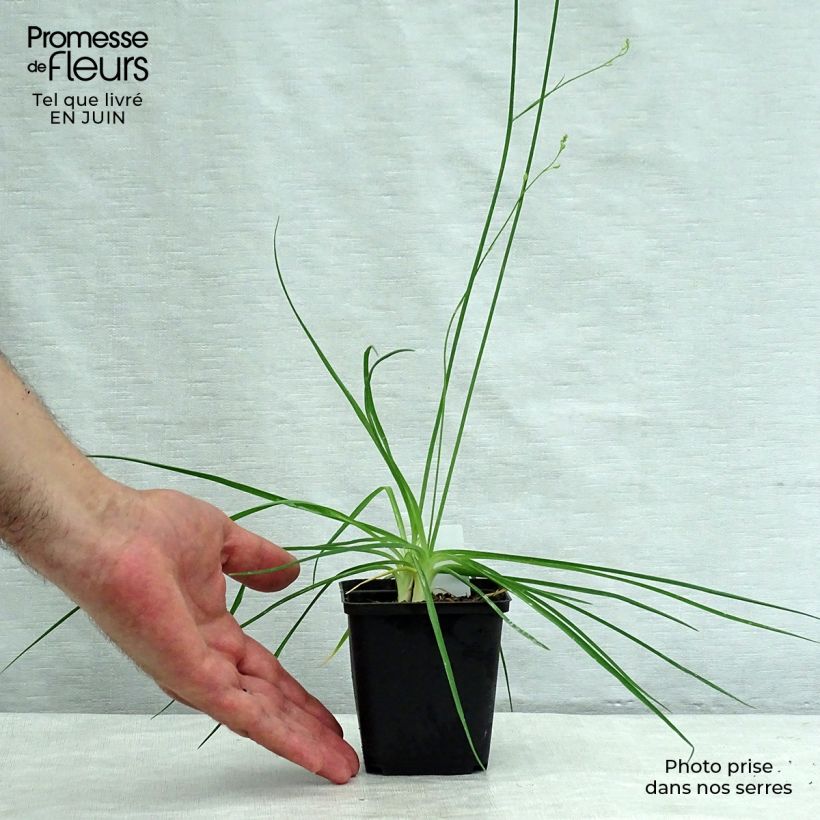 Anthericum ramosum - Phalangère rameuse Godet de 8/9 cm sample as delivered in summer