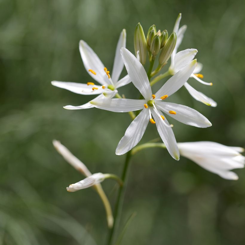 Anthericum liliago (Flowering)