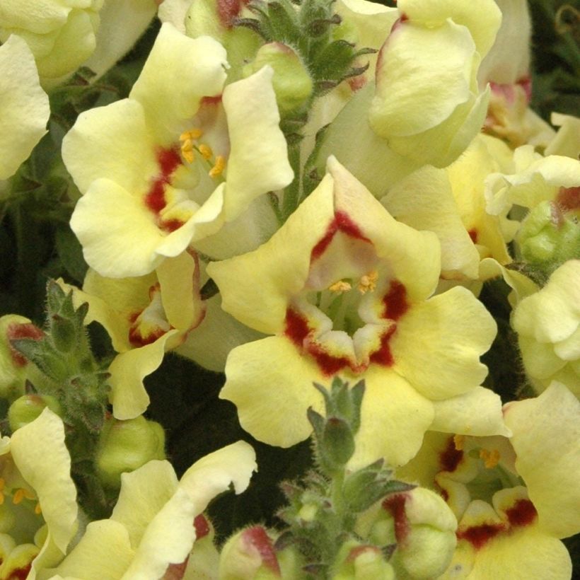 Antirrhinum majus Fruit Salad Up Yellow (Flowering)