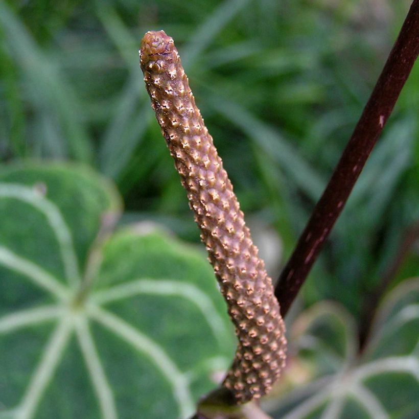 Anthurium magnificum (Flowering)