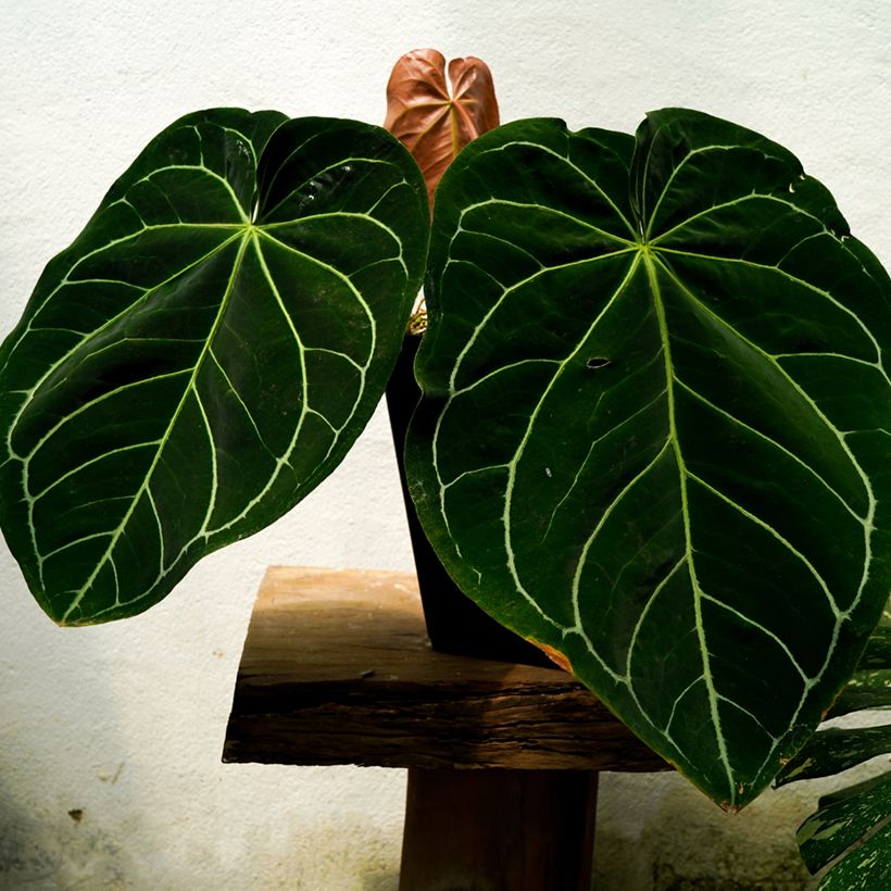 Anthurium magnificum (Foliage)