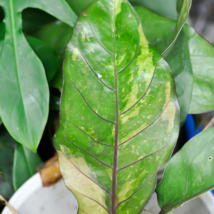 Anthurium x hookeri Renaissance Variegata (Foliage)