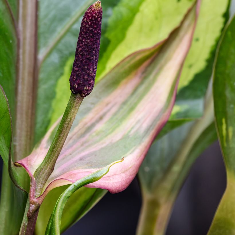 Anthurium x hookeri Renaissance Variegata (Flowering)
