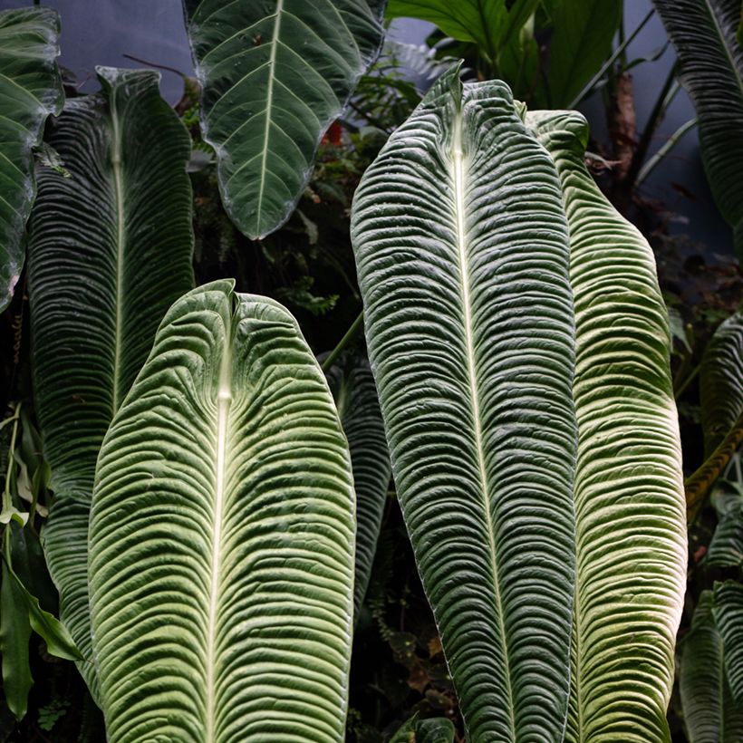 Anthurium veitchii Narrow - - Flamingo flower (Foliage)