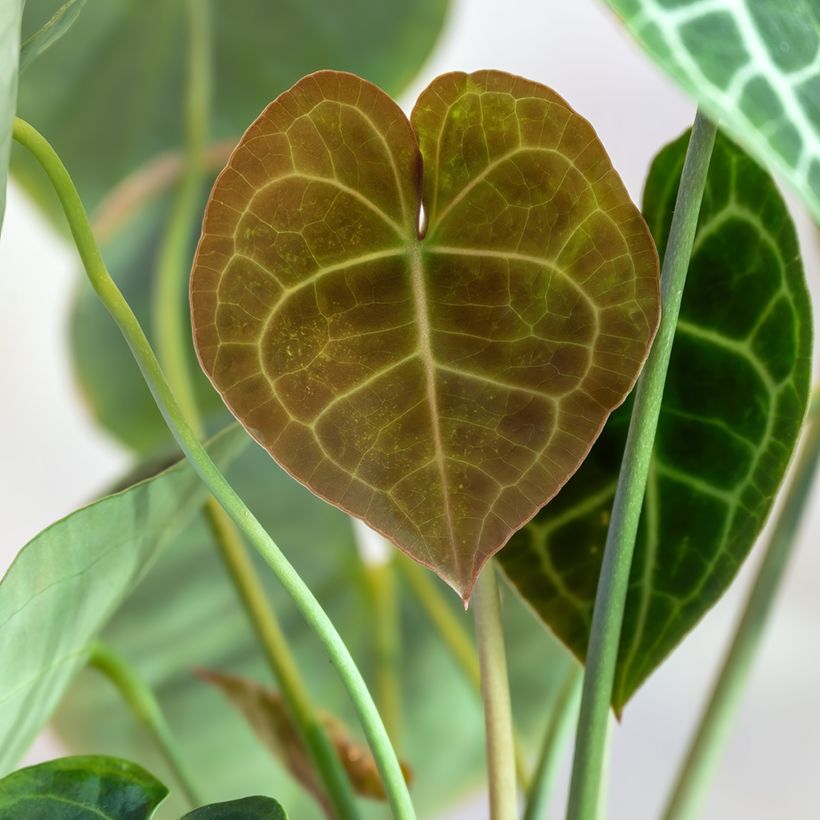 Anthurium clarinervium - Flamingo flower (Foliage)