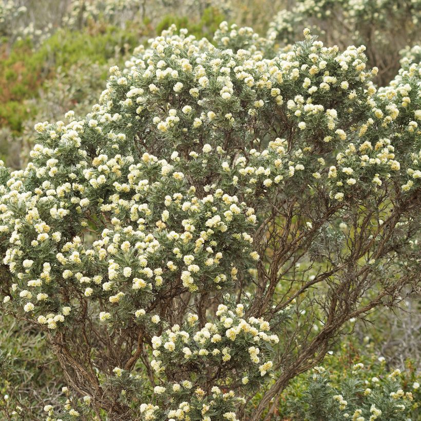Anthyllis barba-jovis (Plant habit)