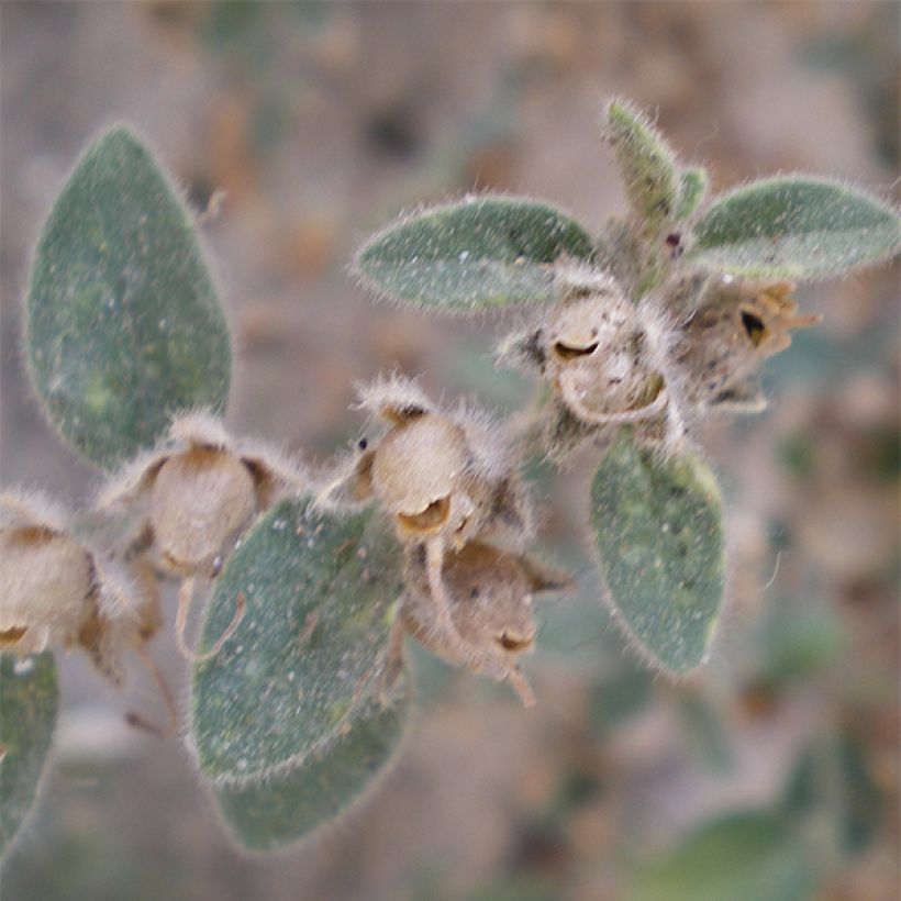 Antirrhinum hispanicum (Foliage)