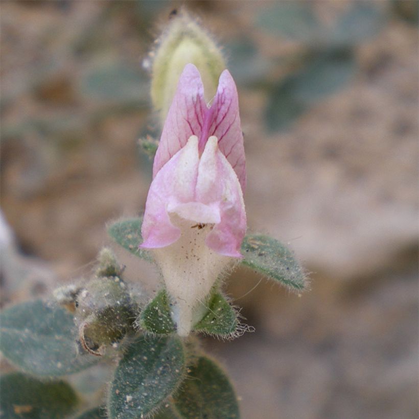 Antirrhinum hispanicum (Flowering)