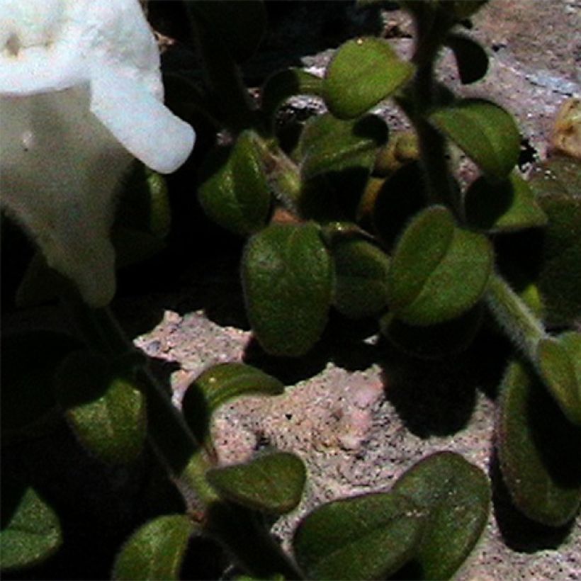 Antirrhinum molle (Foliage)