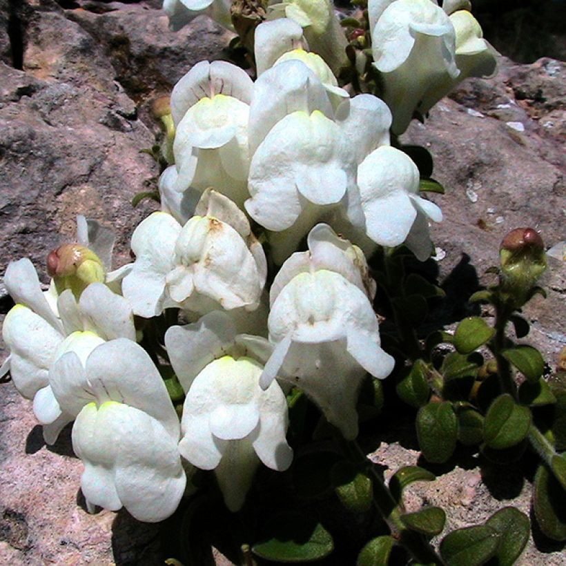 Antirrhinum molle (Flowering)