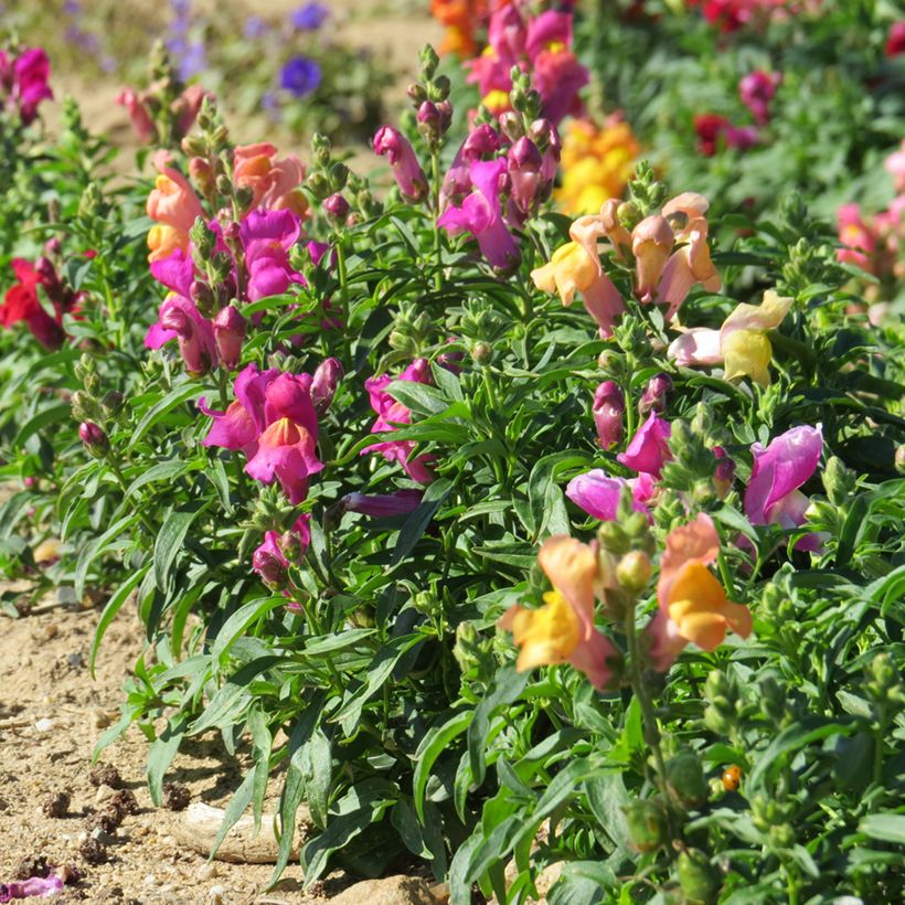 Dwarf Snapdragon Emerald Isles Mix Seeds - Antirrhinum majus pumilum (Plant habit)