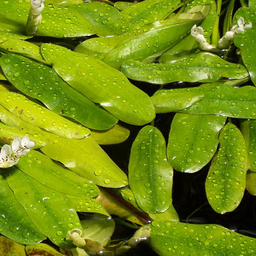 Aponogeton distachyos (Foliage)
