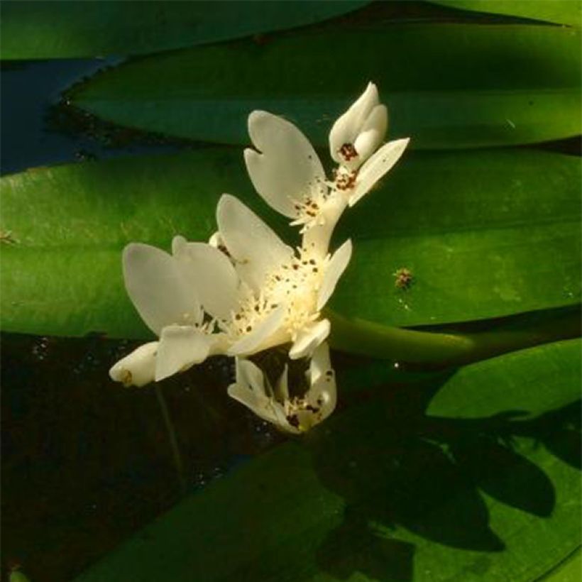 Aponogeton distachyos (Flowering)