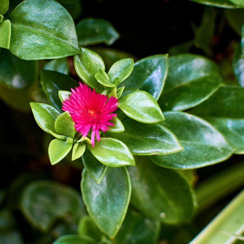 Aptenia cordifolia (Foliage)