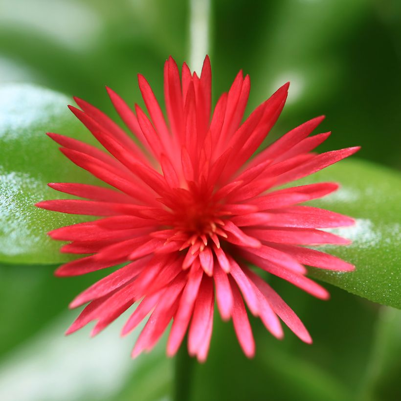 Aptenia cordifolia (Flowering)