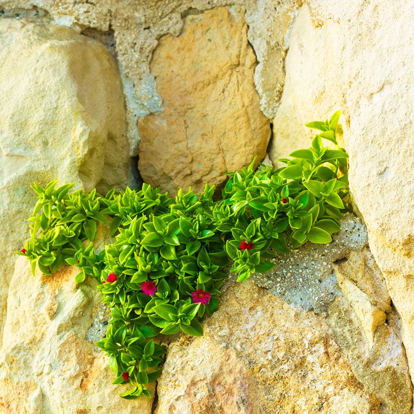 Aptenia cordifolia (Plant habit)