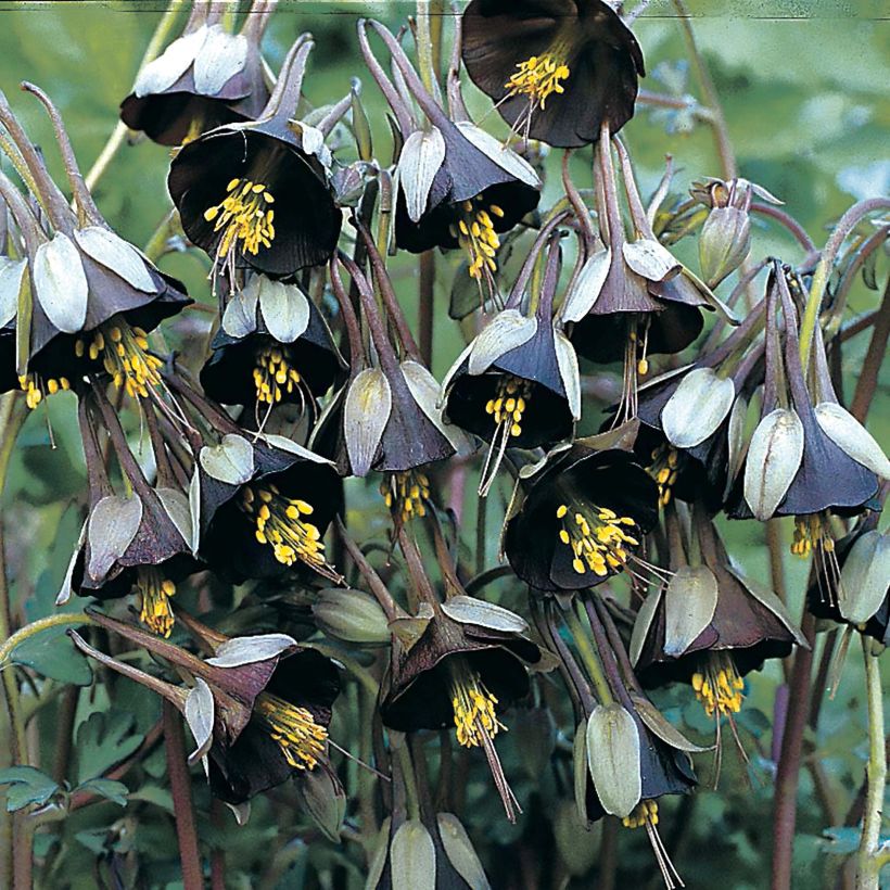 Aquilegia viridiflora Chocolate Soldier - Columbine (Flowering)