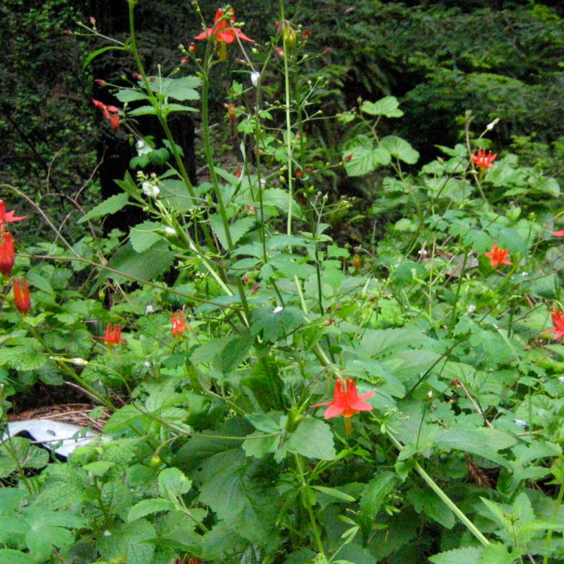 Aquilegia formosa - Columbine (Plant habit)