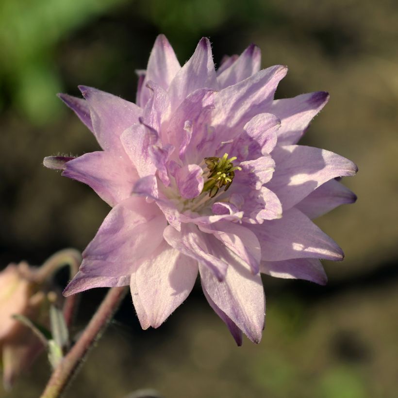 Aquilegia vulgaris var. stellata Rose Barlow - Columbine (Flowering)