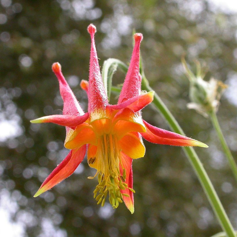 Aquilegia skinneri - Columbine (Flowering)