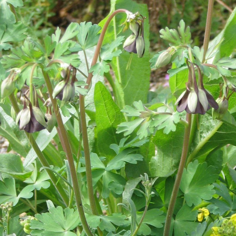 Aquilegia viridiflora - Columbine (Plant habit)