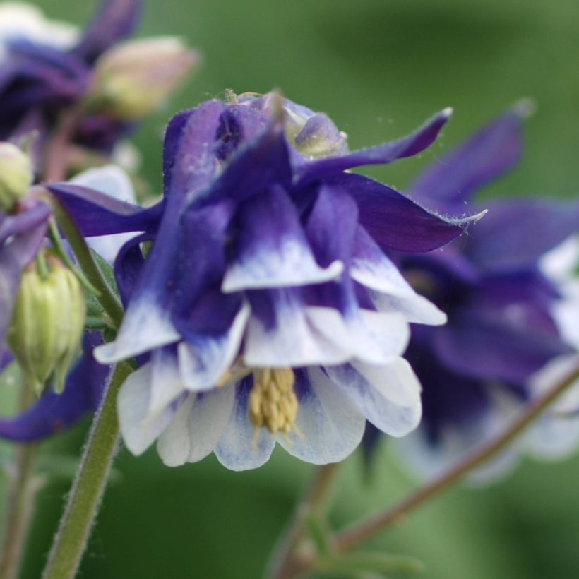 Aquilegia vulgaris Winky Blue-White - Columbine (Flowering)