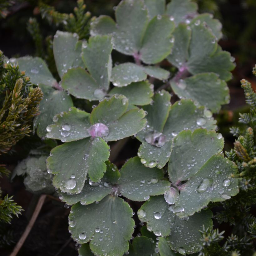Aquilegia vulgaris var. stellata White Barlow - Columbine (Foliage)