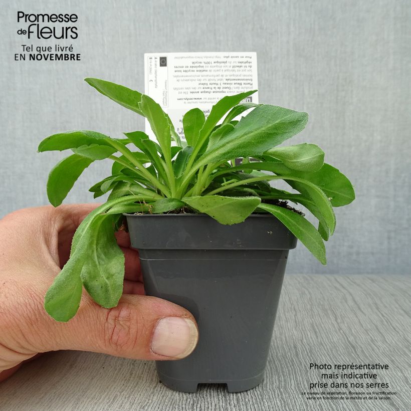 Arabis blepharophylla 8/9 cm pot sample as delivered in autumn