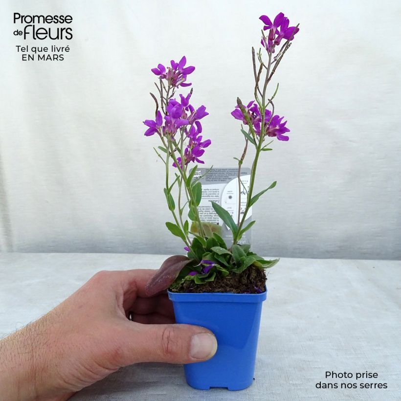 Arabis blepharophylla Rose Delight - Arabette de Californie Godet de 7cm sample as delivered in winter