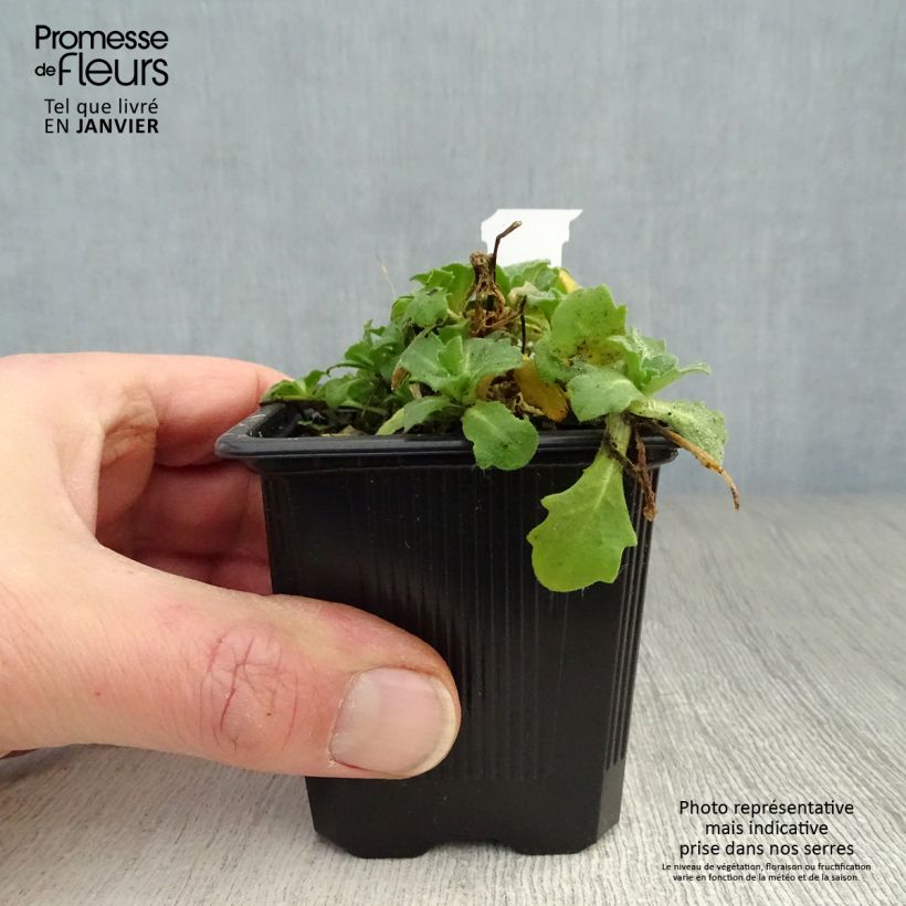 Arabis caucasia Rosea - Arabette du Caucase  Godet de 8/9cm sample as delivered in winter