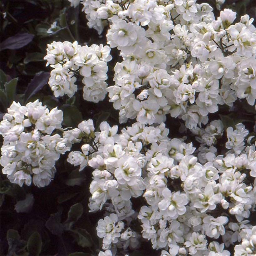 Arabis alpina subsp. caucasica Plena (Flowering)