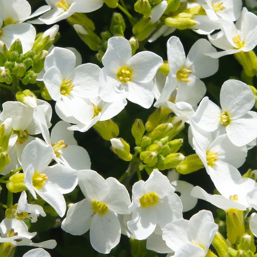 Arabis alpina subsp. caucasica Snowball (Flowering)