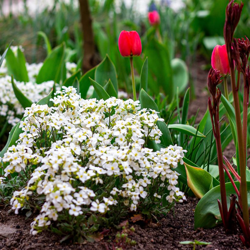 Arabis alpina subsp. caucasica Snowball (Plant habit)