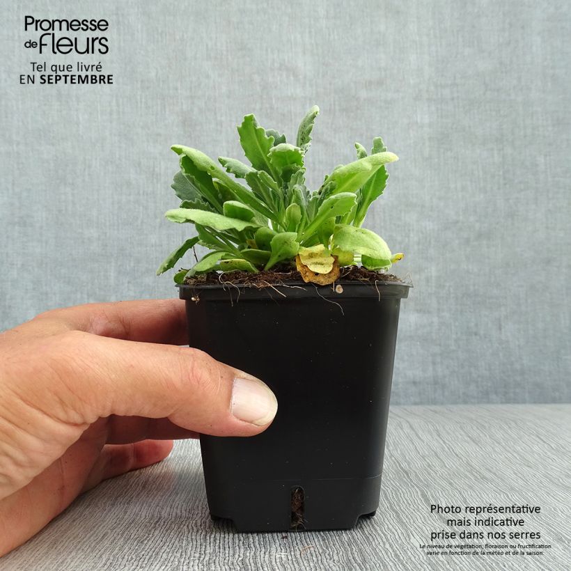 Arabis alpina subsp. caucasica Snowball 8/9 cm pot sample as delivered in autumn