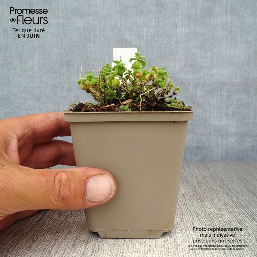 Arabis alpina subsp. caucasica Snowcap 8/9 cm pot sample as delivered in summer