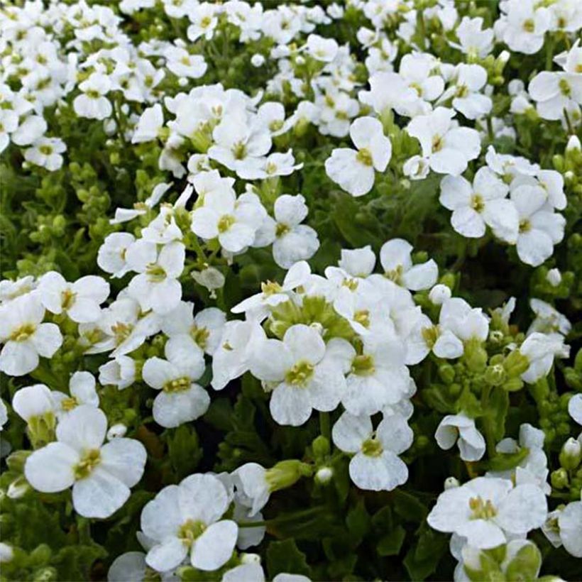 Arabis alpina subsp. caucasica Snowcap (Flowering)