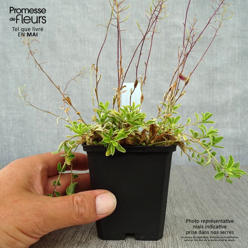 Arabis ferdinandi coburgii Old Gold - Arabette panachée jaune - Corbeille d'argent Godet de 9cm sample as delivered in spring